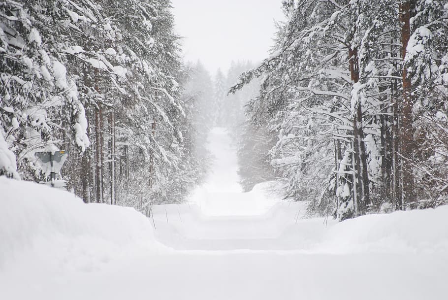 雪, 覆われた, 木の道, 冬, すき堤, 木, スウェーデン, 冬の風景, 寒さ, 白