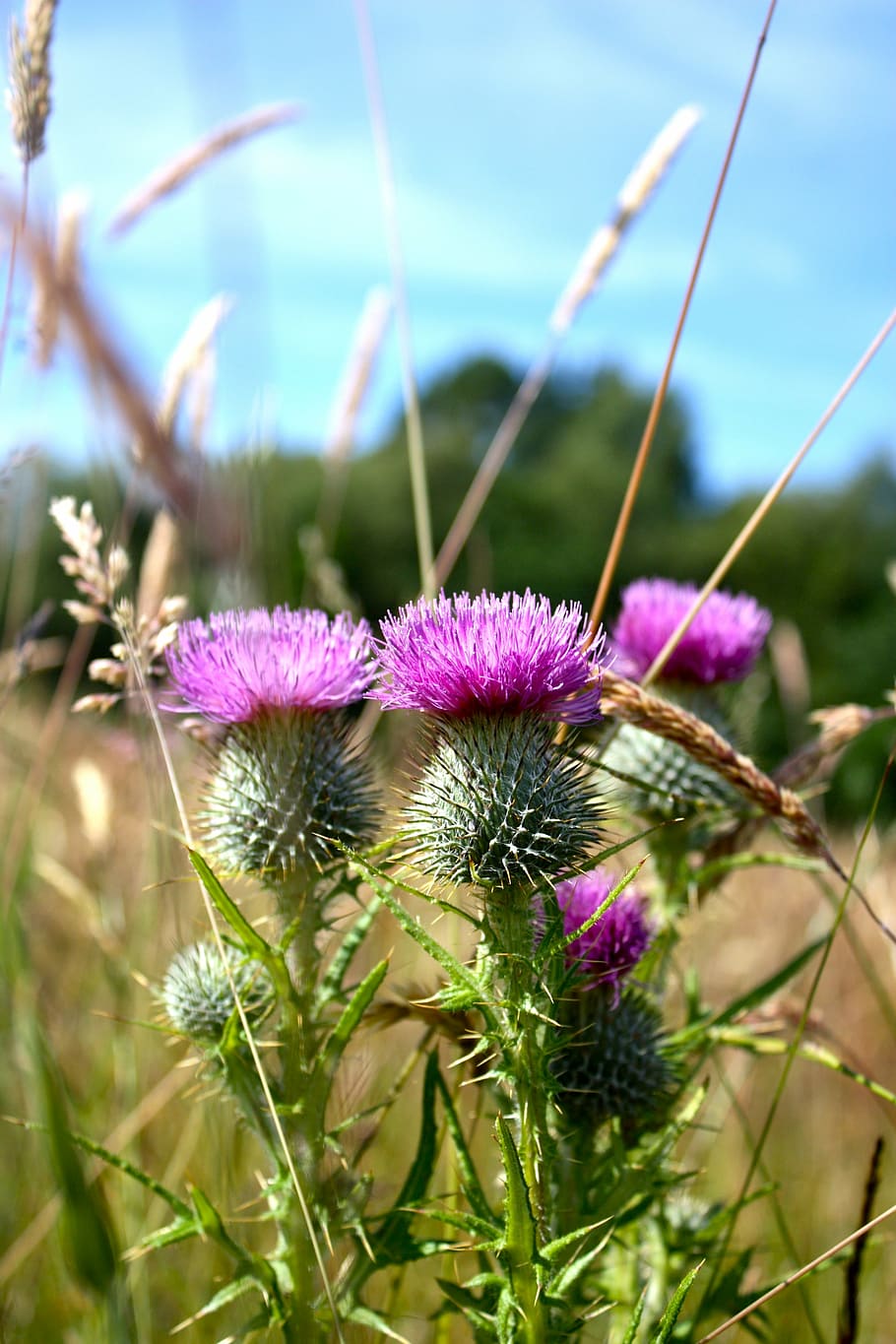 scotland, nature, landscape, wild, hill, scottish, highlands, purple, countryside, violet
