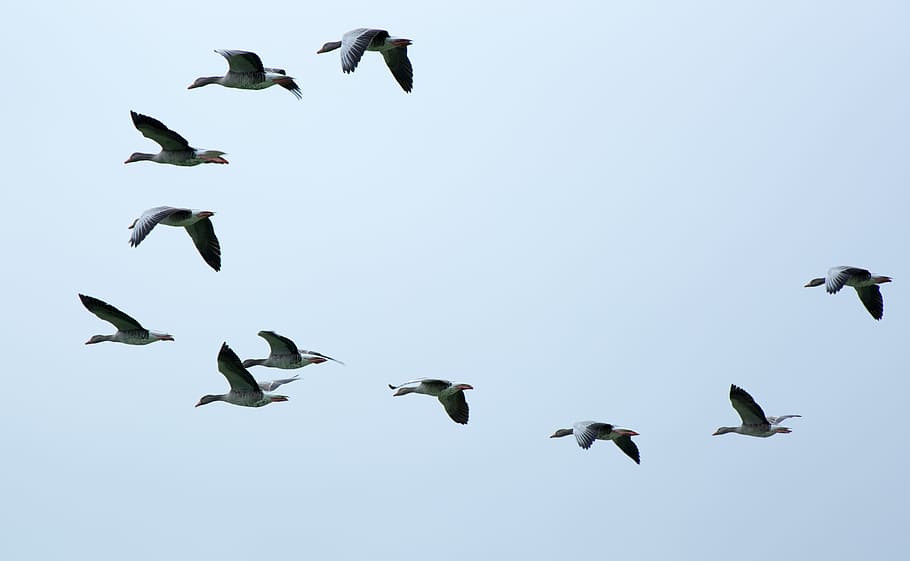 time lapse photography, flock, birds, flight, flock of birds, swarm, migratory birds, geese, wild geese, fly