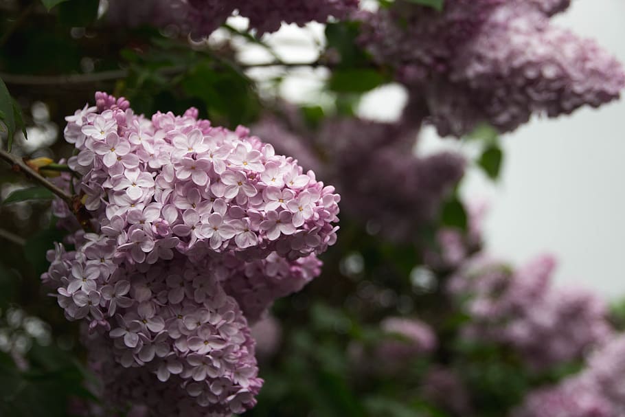 flowers, nature, blossoms, branches, stems, stalk, pink, purple, bunch, cluster