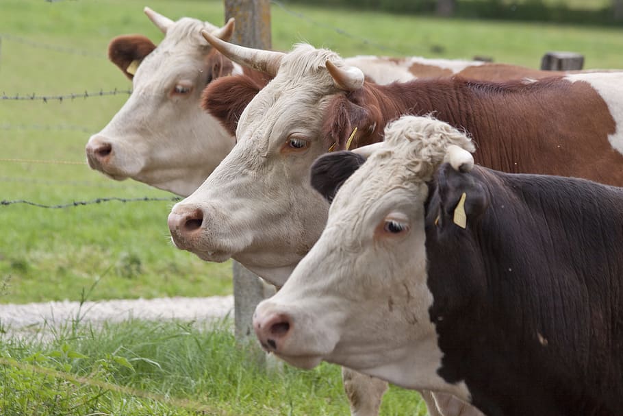 три, коровы, рядом, коричневый, деревянный, пост, девушки, корова, домашний скот, женский скот