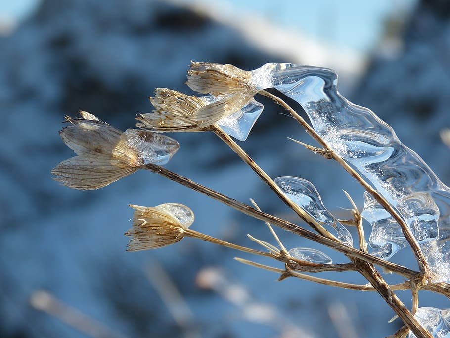 flower, ice, winter, withered, zing rain, covered, frozen, iced, wrapped, coating