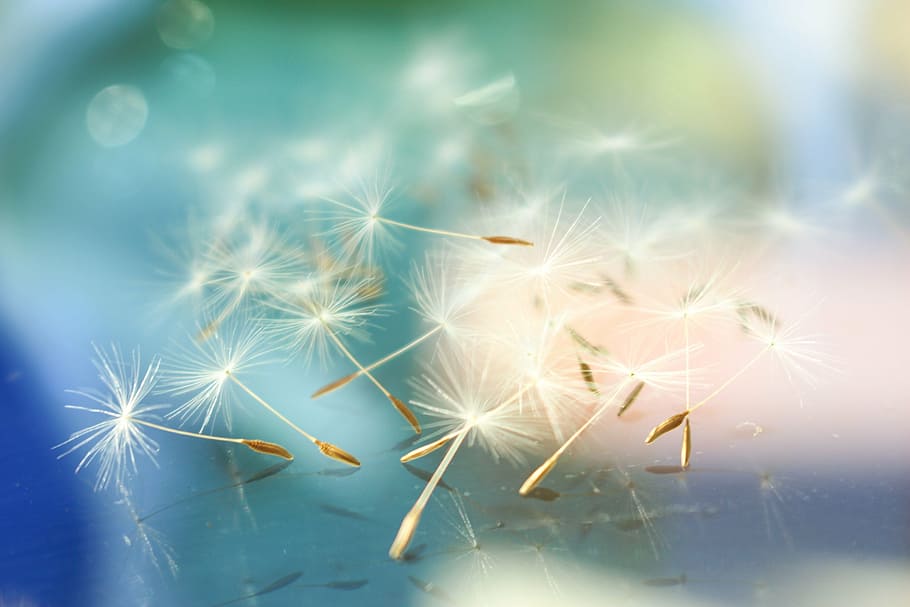 photography of dandelions, abstract, soft focus, dandelion, teal, blue, fluffy, white, delicate, seed