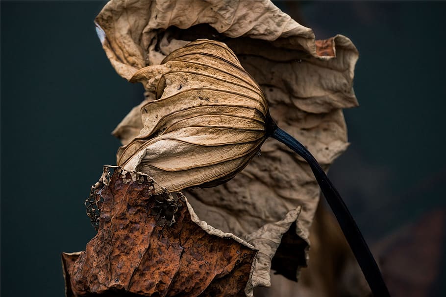 lotus leaf, withered, depression, autumn, dry, close-up, nature, leaf, plant part, plant