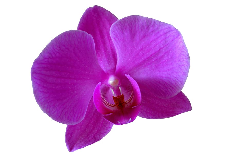 close-up photography, pink, moth orchid, Orchid, Flower, Purple Flower, orchid, flower, purple, close up, petal