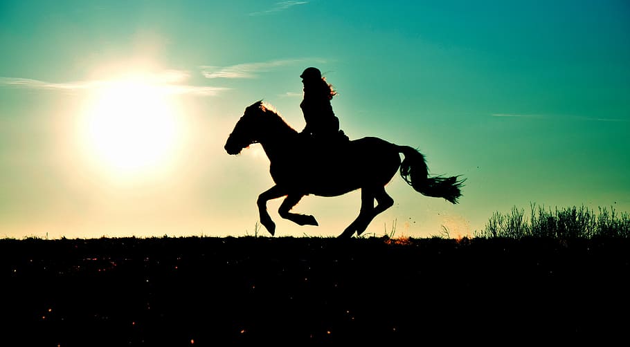 silueta, mujer, equitación, caballo, galope, reiter, puesta de sol, sol, prado, animal