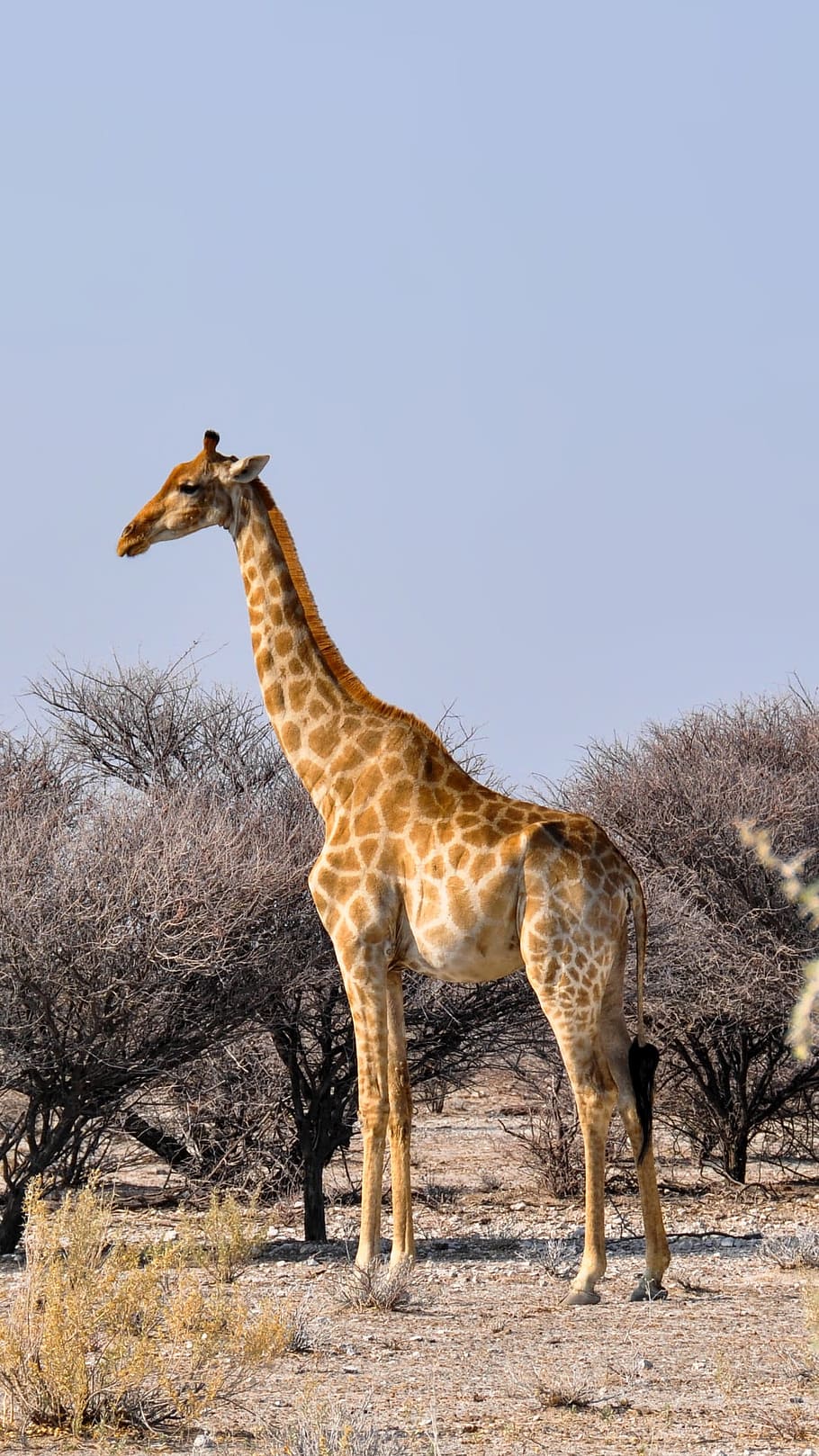 giraffe, standing, tree, africa, namibia, nature, dry, national park, animal, wild animal