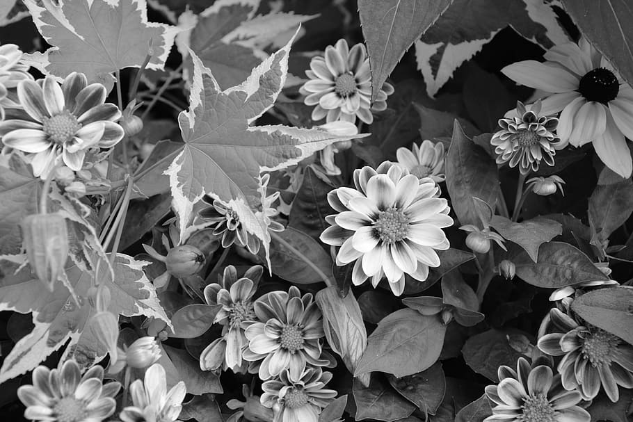 大規模な花 Parterre 写真黒白 花束 植物学 顕花植物 花 自然の美しさ 脆弱性 植物 Pxfuel