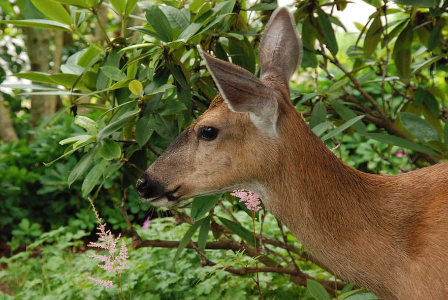 Deer, Ree, Mammal, Fauna, Garden, Food, nature, wildlife, animal, animals In The Wild