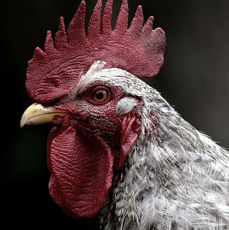 shallow, focus photography, white, black, rooster, gray, hahn, throat sack, comb, bill