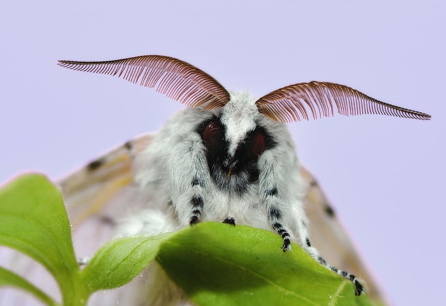 venezuelan poodle moth, butterfly, insect, colorful, moth, moth cerura vinula, fork tail, great swallow-tailed, summer, probe