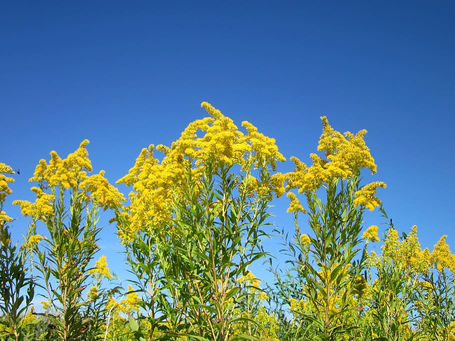 solidago canadensis, goldenrod, bunga, flora, tanaman, invasif, gulma, kuning, berbunga, mekar