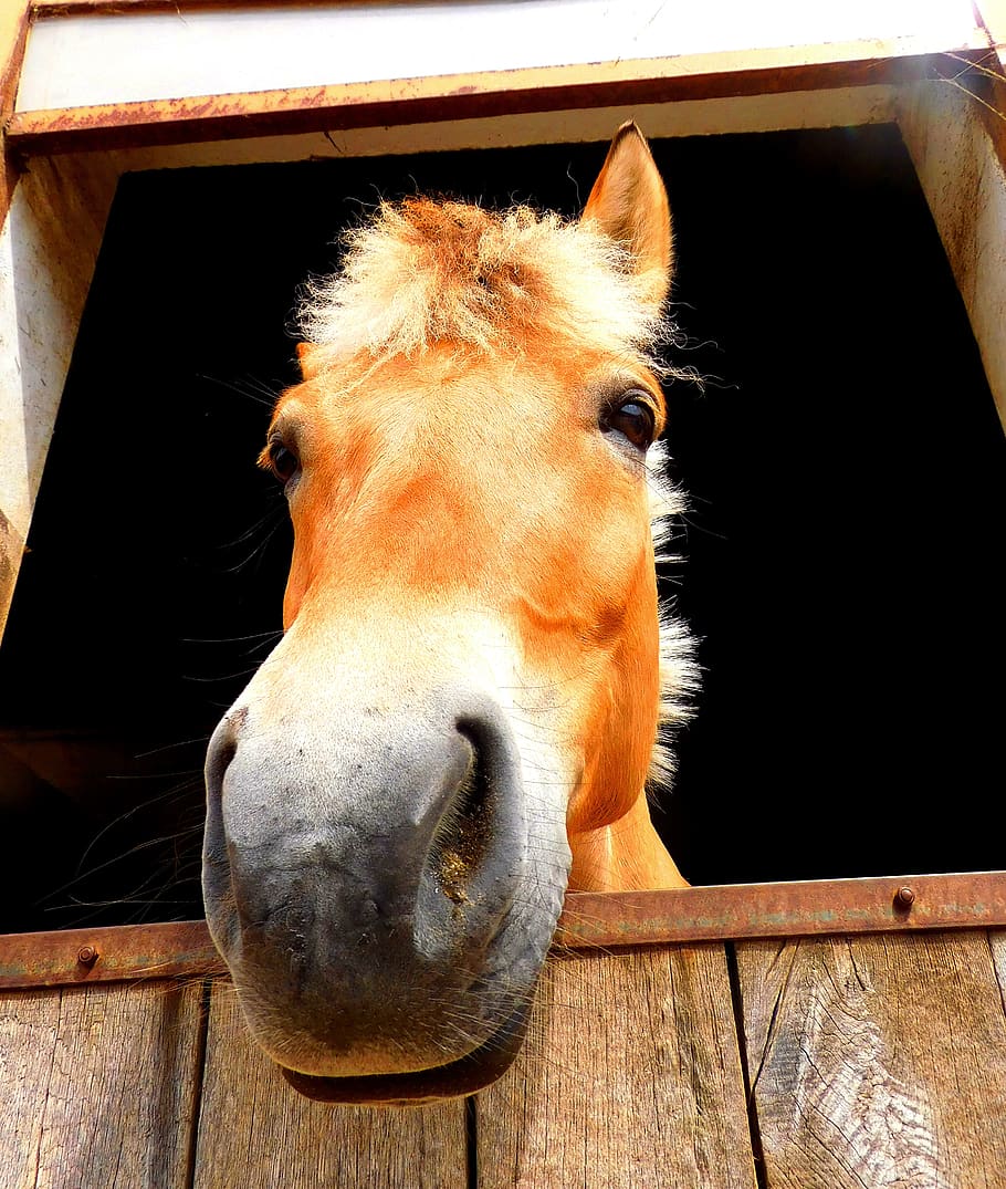 horse, stall, nature, equestrian, reiterhof, animal husbandry, rural, barn animals, horses, animal