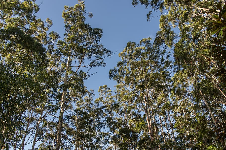 pohon gum, eucalypts, hijau, asli, subtropis, langit biru, hutan hujan, hutan, australia, queensland