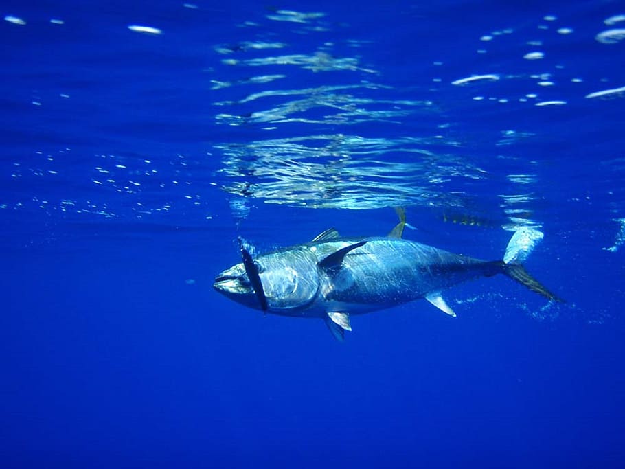 gray, fish, sea, tuna, fishing, seafood, fresh, water, underwater, ocean