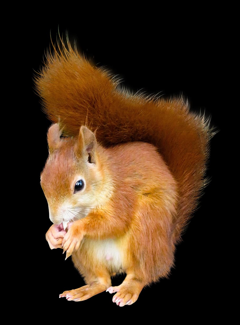 brown, squirrel, animal, isolated, nager, croissant, cute, black background, studio shot, animal themes