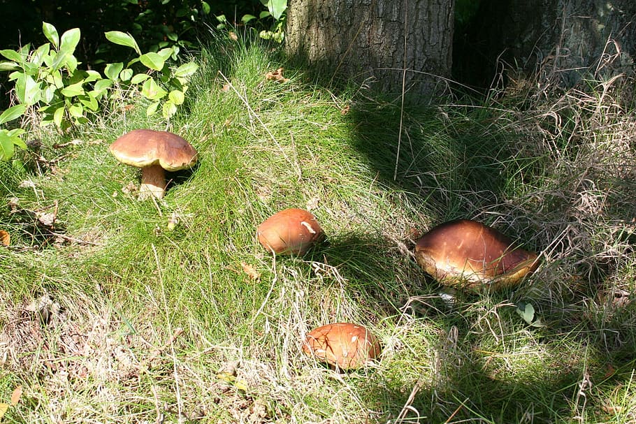 mushroom, nature, autumn, forest, cep, chestnut, fungus, food, season, organic