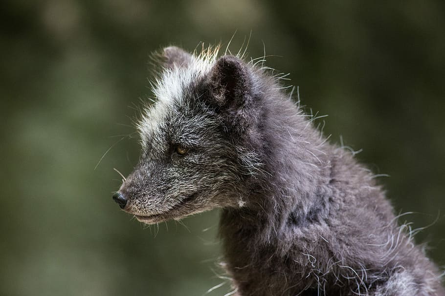 wildlife photography, fox, Arctic Fox, Ice, Fur, Snout, Animal, ice fox, good, dog