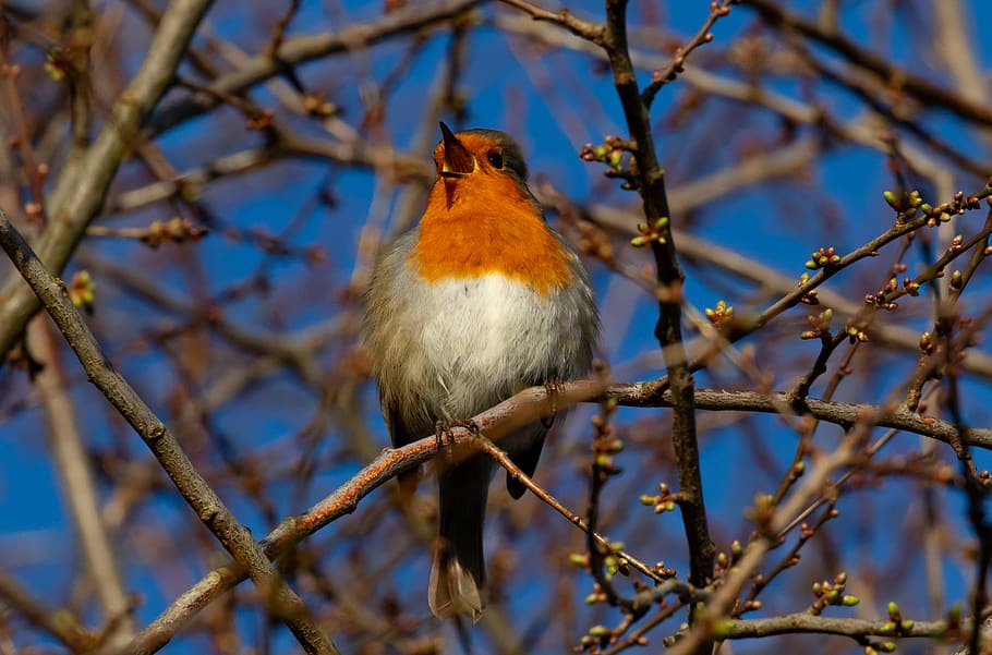 robin redbreast in tree, robin, robin redbreast, bertengger, burung penyanyi, burung, alam, sayap, margasatwa, penerbangan