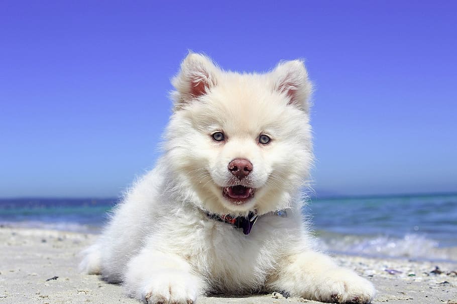 Blanco, siberiano, husky, propenso, acostado, orilla del mar, durante el día, playa, cachorro, perro