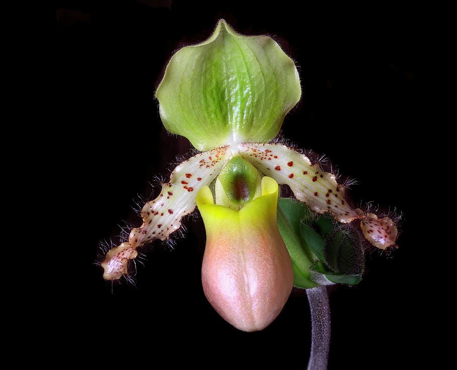 Fotos orquídea zapatilla libres de regalías | Pxfuel