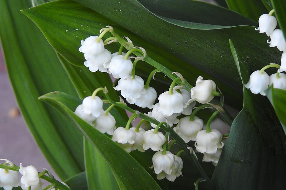 konwalie, may, flowering, spring, nature, flowers, plant, white lilies of the valley, flower, a garden plant