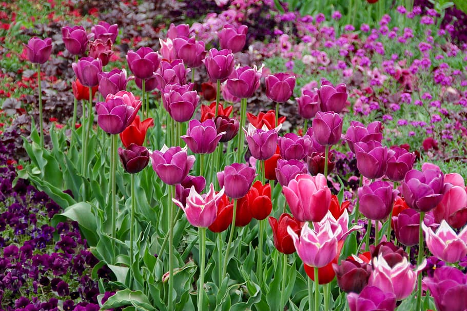 tulips, tulipa, tulpenzwiebel, breeding tulip, purple, schnittblume, flowering plant, flower, plant, beauty in nature