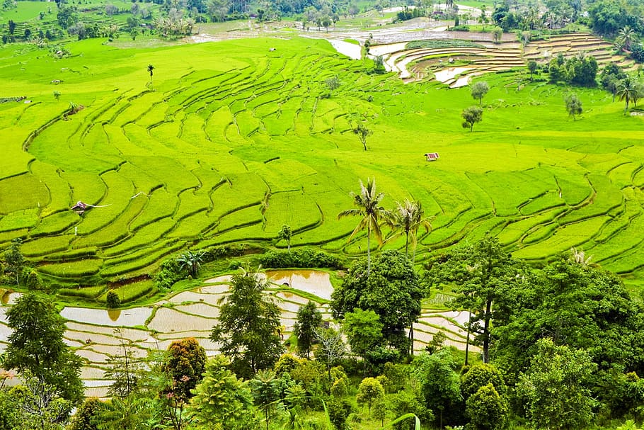 aérea, foto, campo de arroz, terraços de arroz, plantação, campos, verde, indonésia, agricultura, ásia