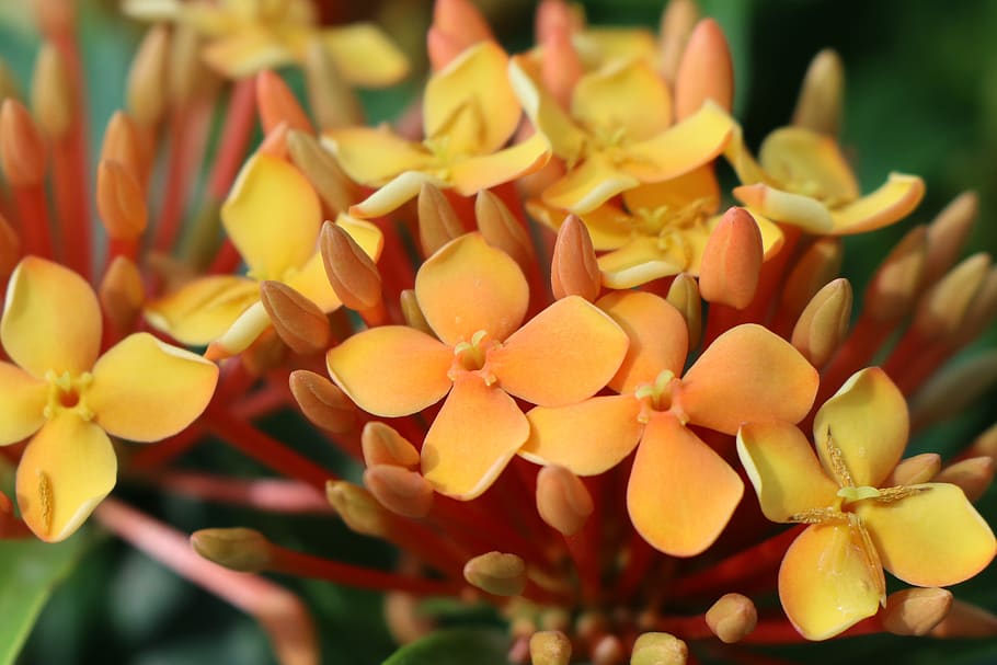 four petals orange ixora flower, bloom, multi, small plant, close-up, growth, freshness, plant, focus on foreground, beauty in nature