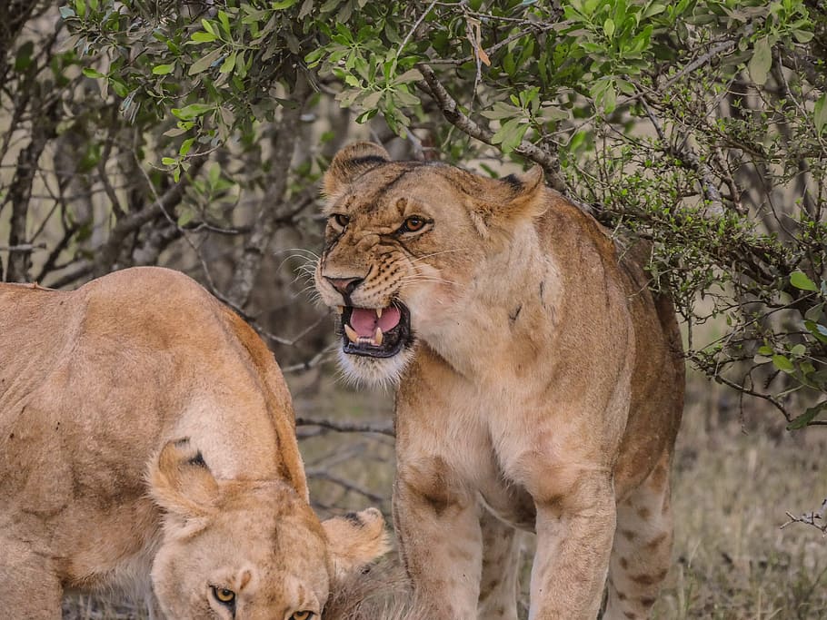 lioness, lion, aggressive, threat, prey, gnu, breakfast, predator, hunting, dangerous