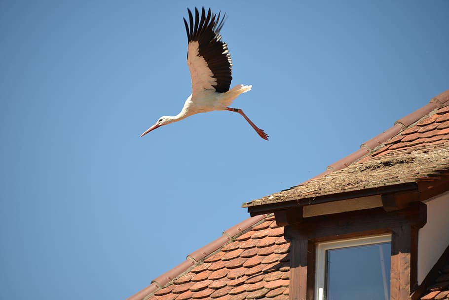 Stork, Bird, Animal, Rattle, rattle stork, white stork, roof, brick, roofing, departure