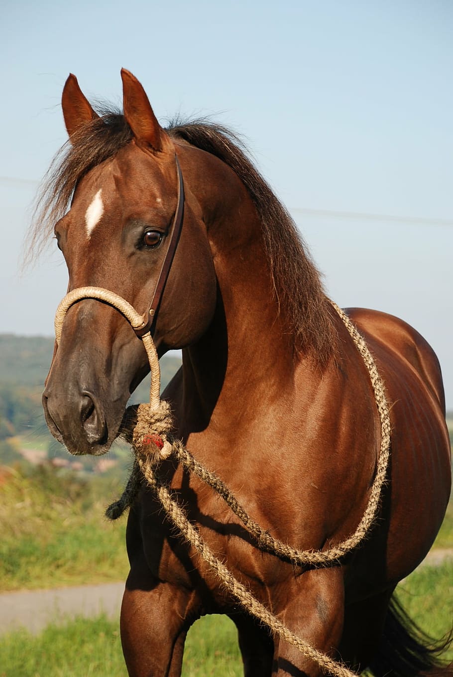 horse-stallion-deckhengst-fuchs.jpg