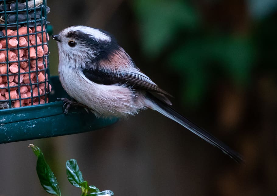 long tailed tit, pink tit, songbird, garden bird, tit, feeder, feeding, animal themes, animal, bird
