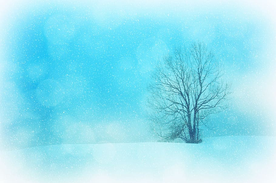 고독한 나무, 조직, 배경, 겨울, 겨울의, 눈, 눈송이, 나무, 고독한, 보케