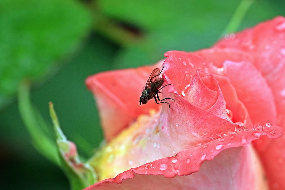 rose, rosebud, mucha, blue bottle fly, macro, garden, rose petals, closeup, drops of water, rose flower
