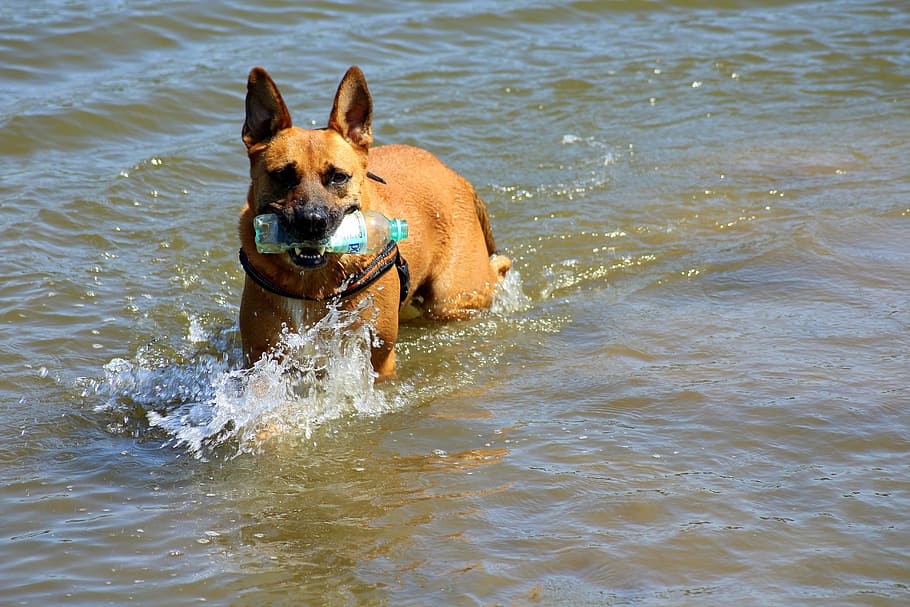 dog, fun, water, water toy, bath, friend, nature, wet dog, animal, doggy