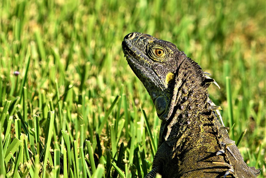 iguana, lizard, dragon, closeup, staring, tropical, exotic, iridescent, shiny eyes, green