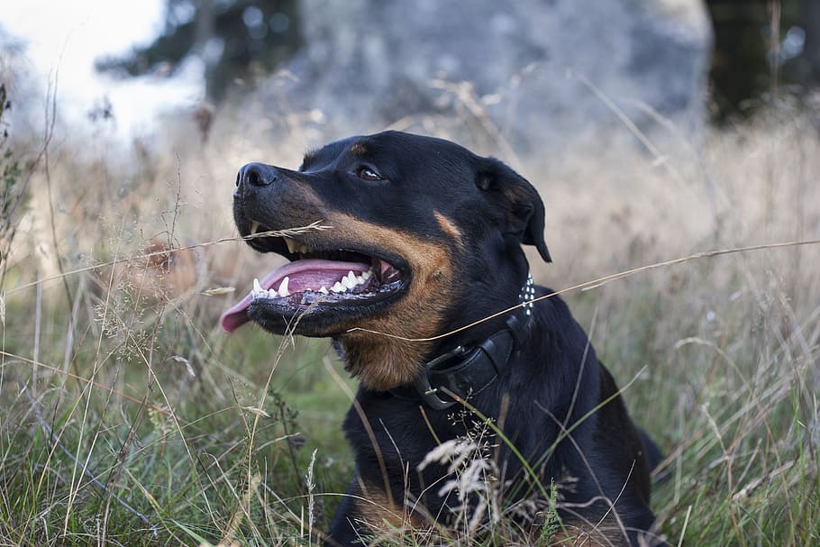 shallow, focus photography, adult, black, tan, rottweiler, dog, nature, canine, one animal