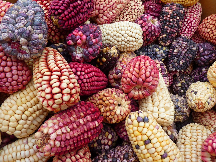 assorted-color corns, corn, maize varieties, peru, colorful mais, corn sales, market, food and drink, food, wellbeing
