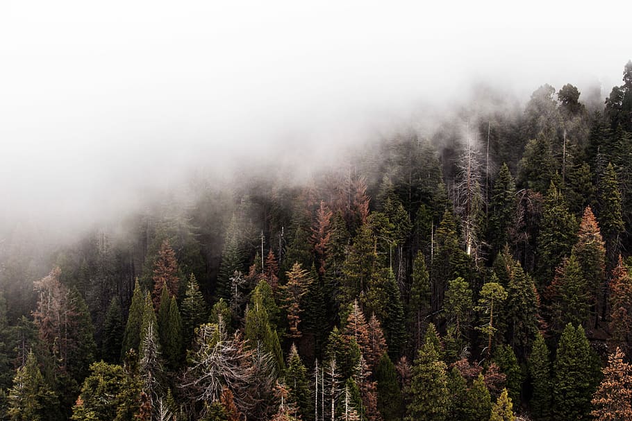 aéreo, fotografía, pinos, nieblas, fotografía aérea, otoño, marrón, niebla, bosque, gris