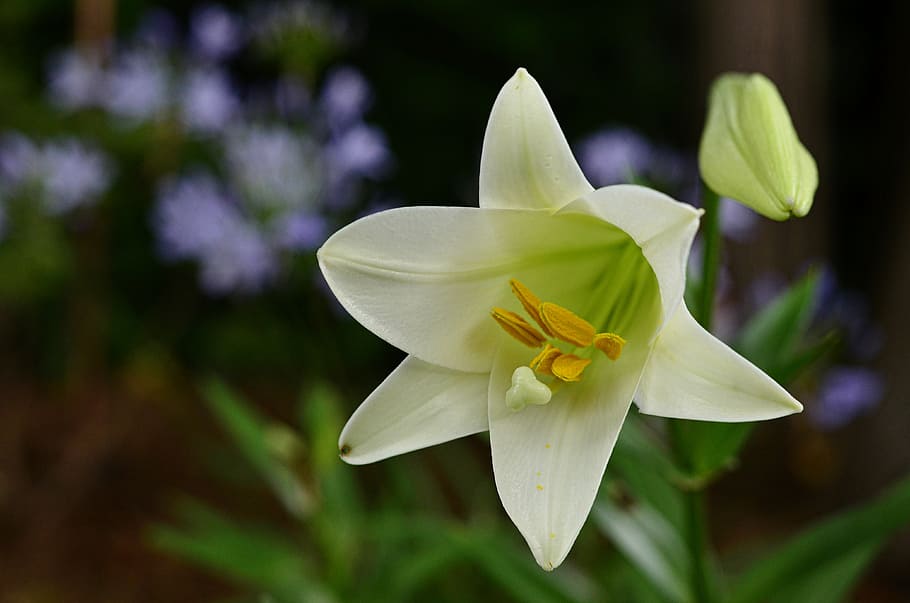 white petaled flower, easter, lily, flower, bloom, white, spring, nature, flowering plant, fragility