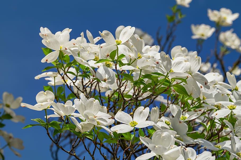 close, white, broad, petaled flower, cornales, flowers, bloom, nature, tree blossoms, spring