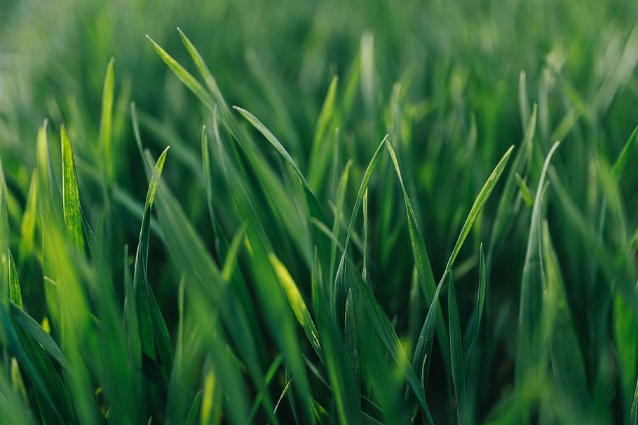 green, grass, Close-ups, green grass, closeup, lawn, nature, green Color, freshness, plant