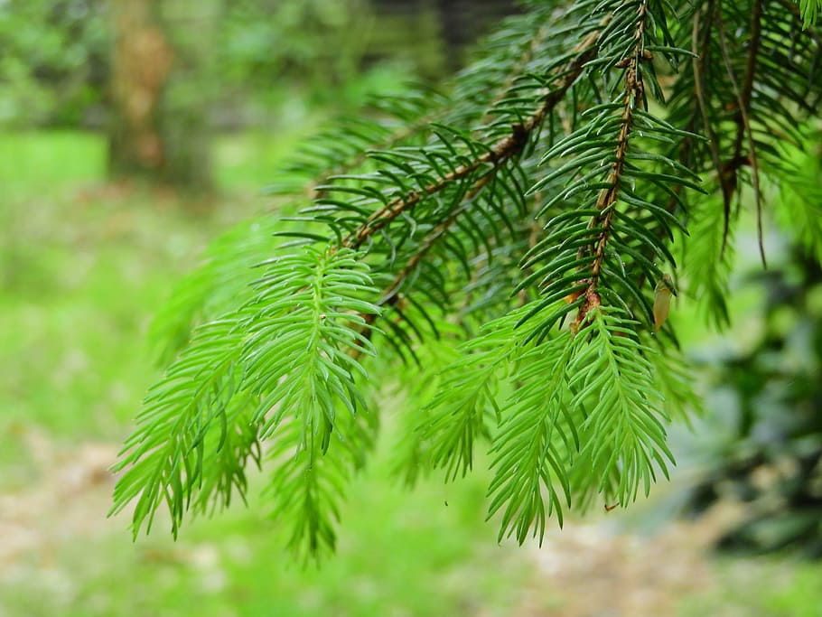 conifer, forest, green, foliation, needles, conifers, nature, tree, branch, green Color