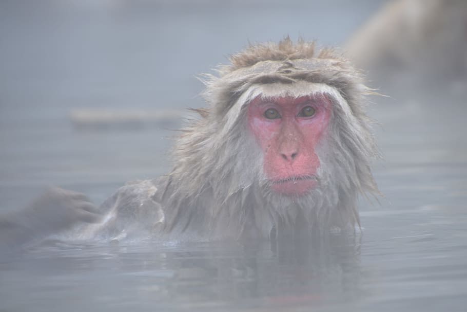 monkey taking bath, monkey, water, snow monkey, onsen, japanese, hot, jigokudani, wildlife, spa