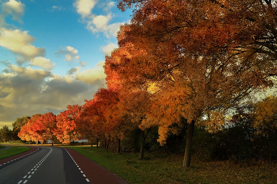maple leaf tree, blue, sky, orange, trees, roadside, cloudy, daytime, autumn, fall