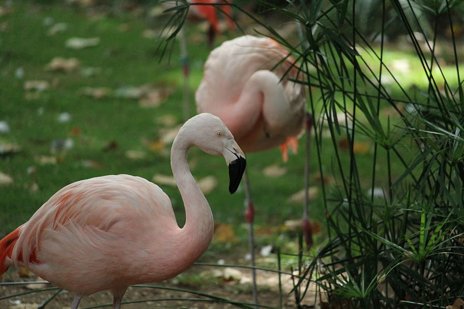 flamingo, wildlife, pink, caribbean, beautiful, bird, flamingos, neck, leg, head