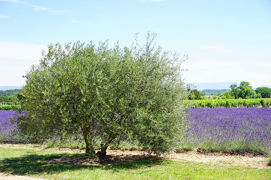 green, tree, field, green tree, olive tree, idyll, idyllic, lavender, lavender field, lavender flowers