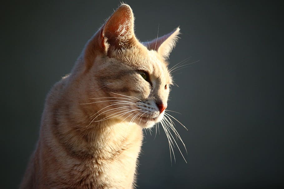 Кошка Боком Фото
