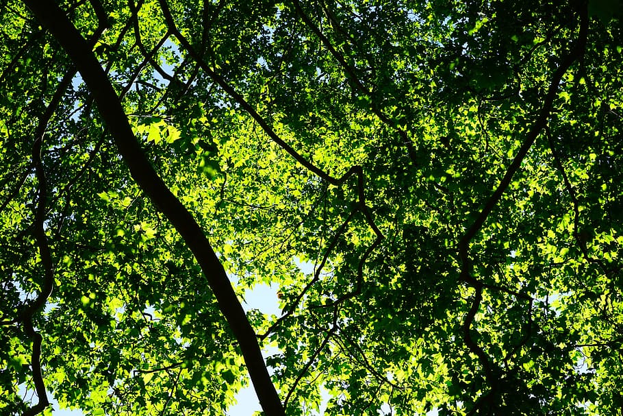 canopy, green, leaves, trees, spring, summer, plane, tree, plant, growth